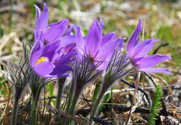 Полевые первоцветы