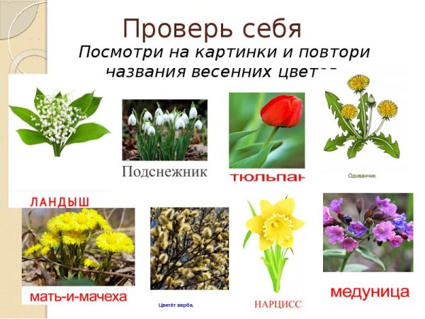 Растения весенних цветников названия