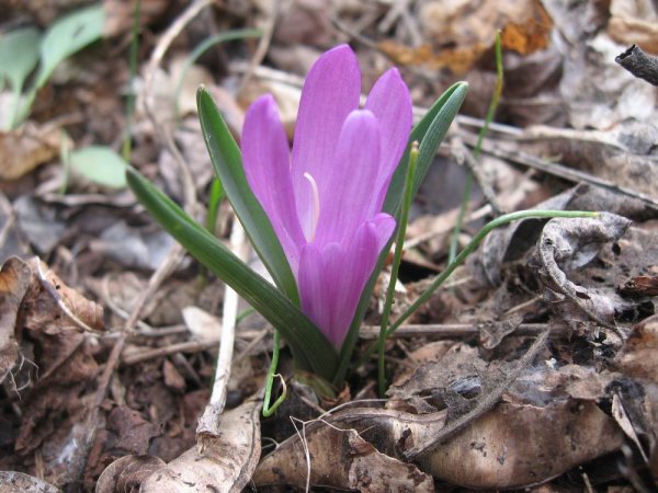 Полевой брандушка