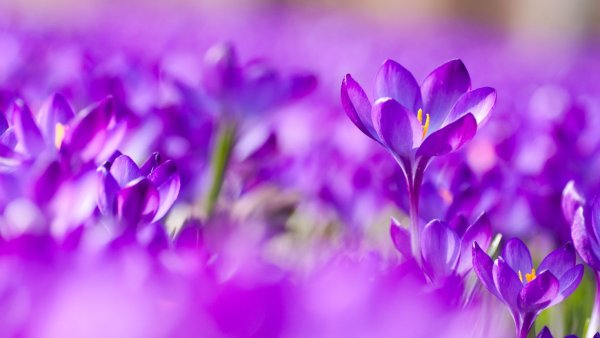 Сиреневые цветы