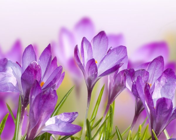 Пролески, подснежники, крокусы