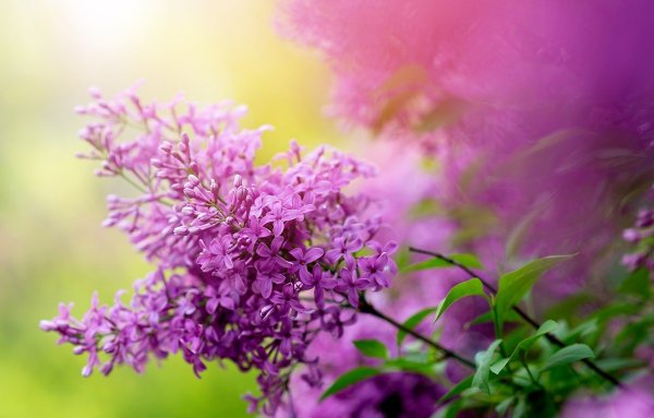 Сирень сиреневая