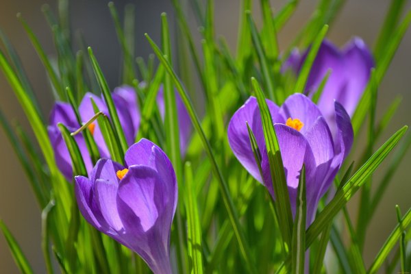 Крокус цветок сиреневый
