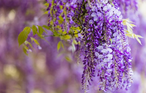 Лавандовый Крокус – Lavender Crocus