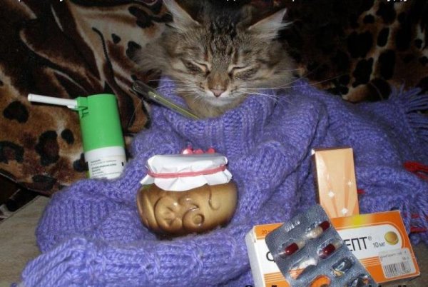 Мемы про заболел