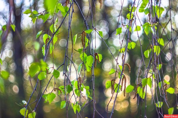 Листья весной