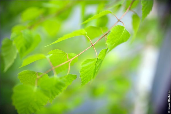 Весеннее молодые листчки берёзы