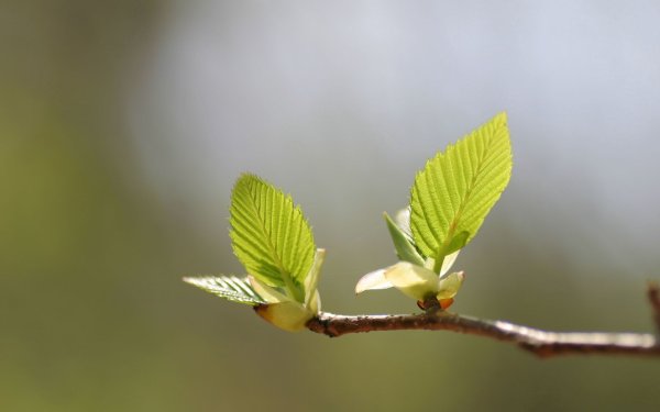 Липа распускание листьев