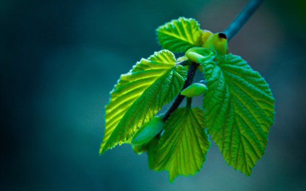 Весенние листья