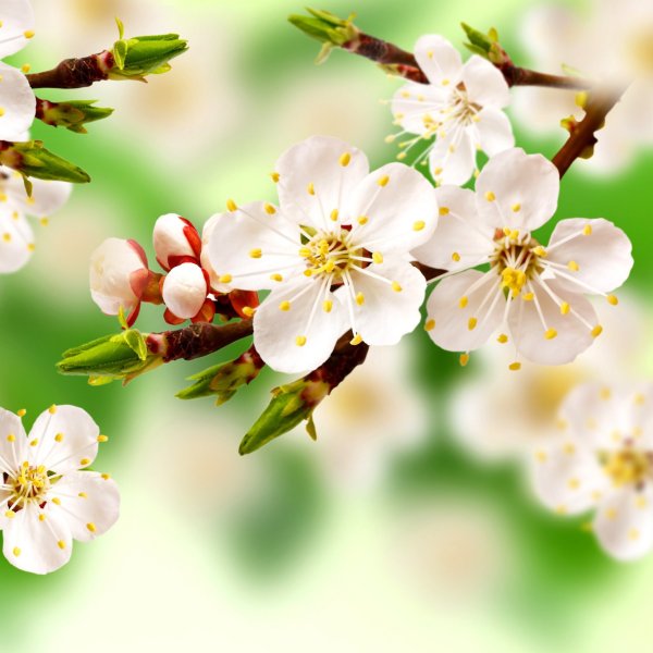 Весенняя заставка