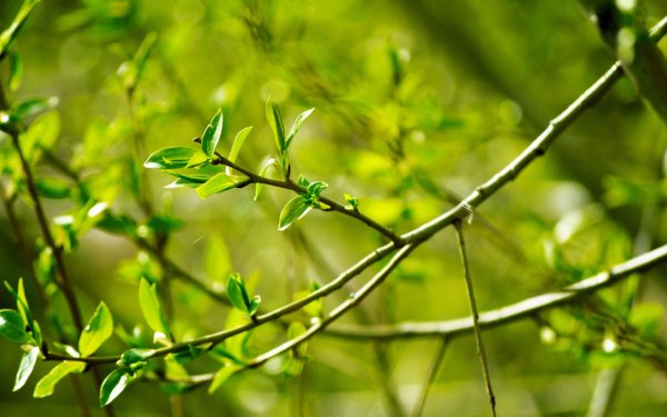 Первая Весенняя листва