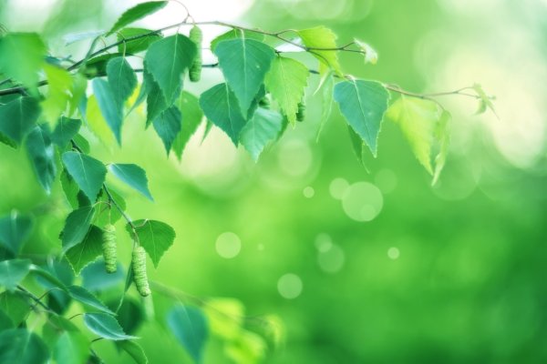 Листва березы