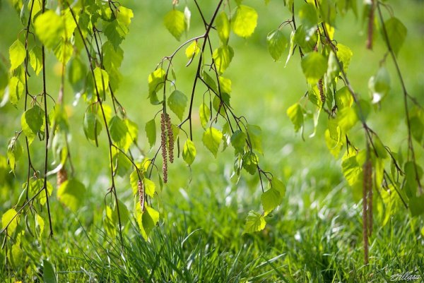 Весна первые листочки