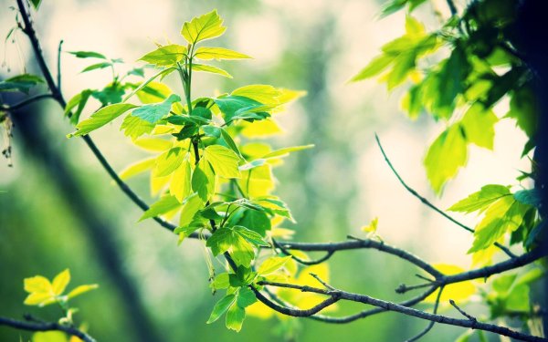 Красивые ветки деревьев