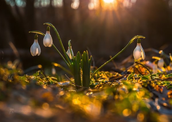 Доброго воскресного утра Весна природа