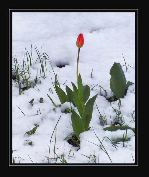 Холодная Весна приколы