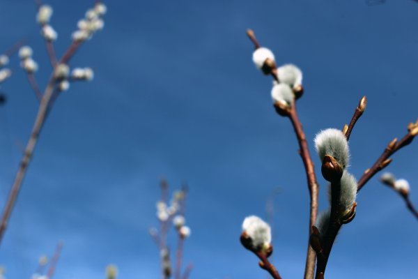 Весенний лес почки