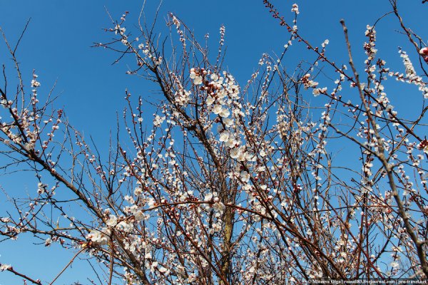 Реальная Весна