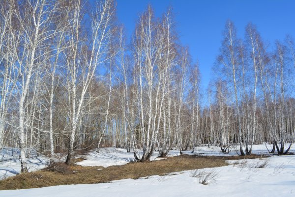 Весенняя природа средней полосы России