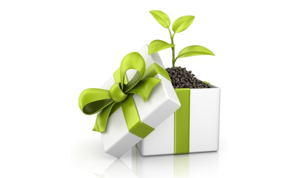 Цветы в подарок