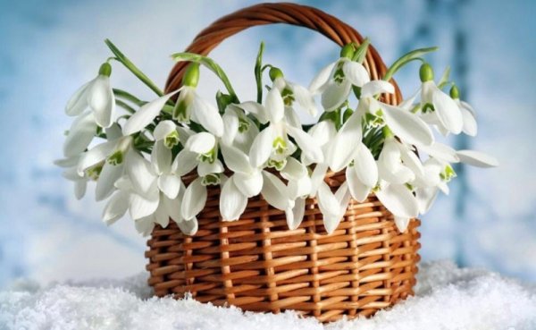 Розовые тюльпаны нежный фон