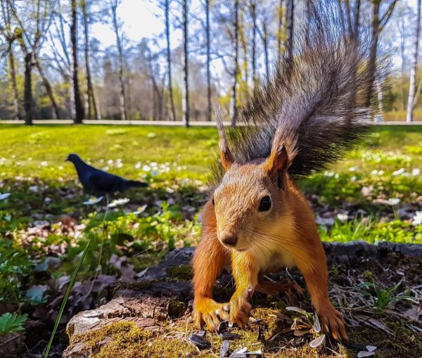 Весенняя белка