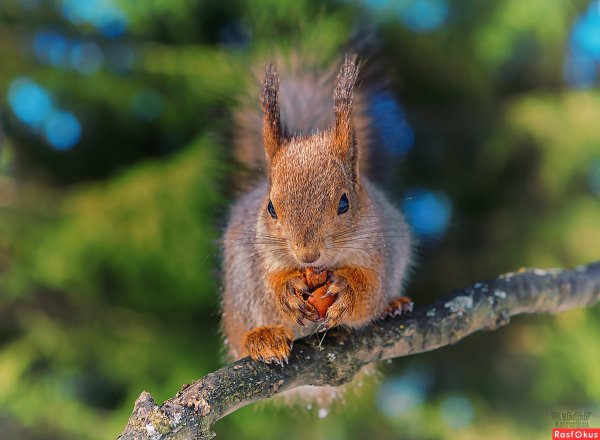 Белочка Весна