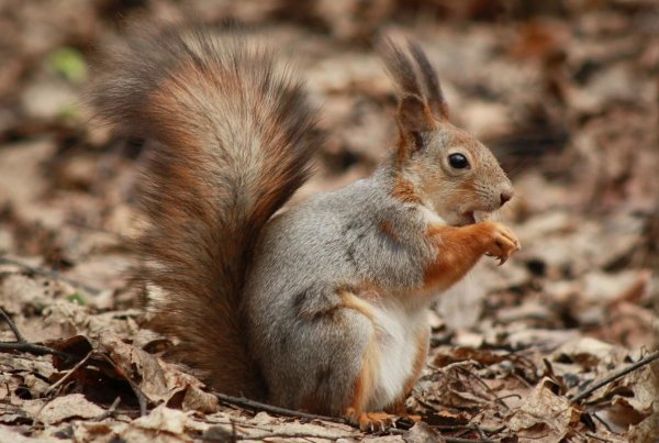 Белка Весна