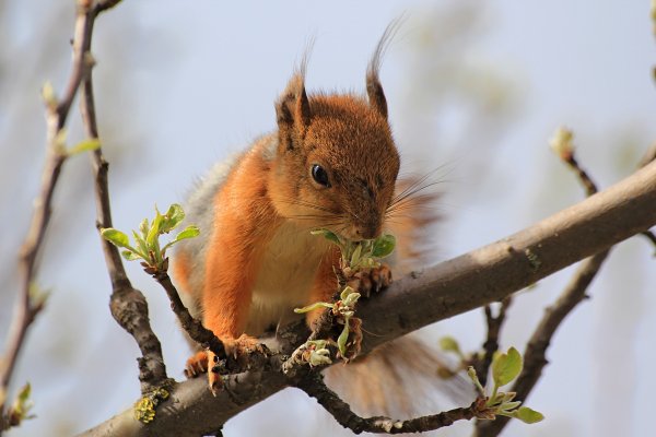 Белка без бельчатами летом