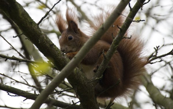 Белки в весеннем лесу для детей