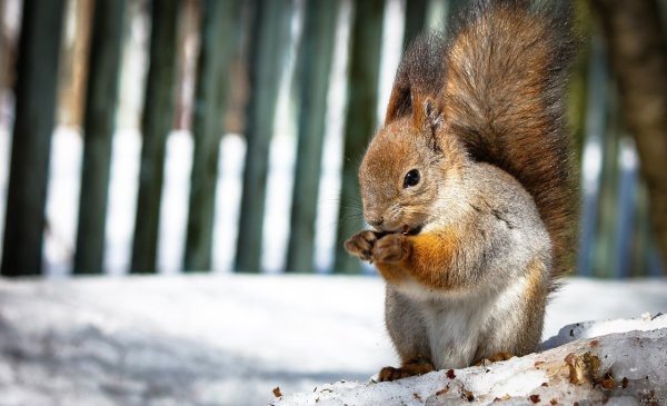 Серая белка весной
