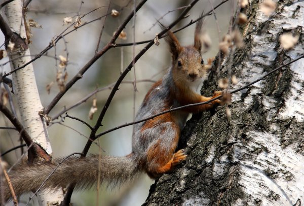 Звери весной