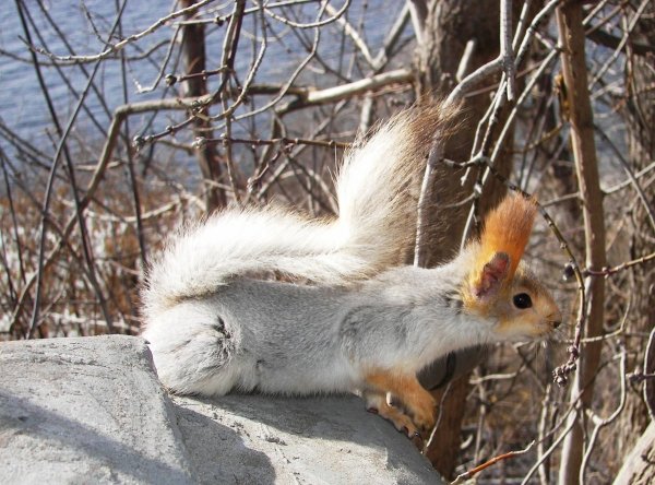 Белочка ранней весной