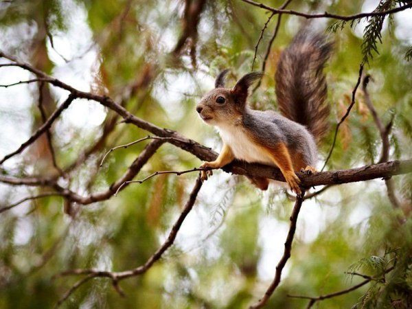 Белка весной в лесу