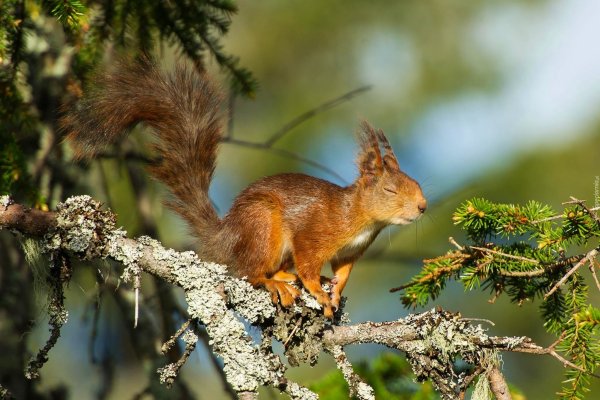 Белочка с орешками