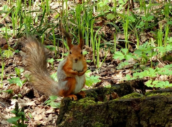 Животные в весеннем лесу