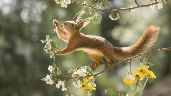 Белка весной