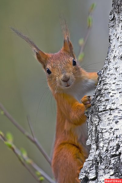 Животные в лесу