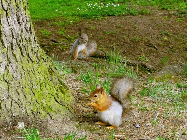 Животные весной в лесу