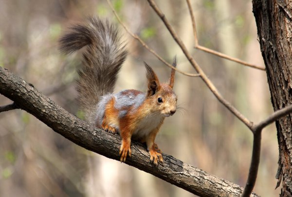 Белочки весной в парке