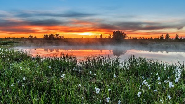 Рассвет над лугом