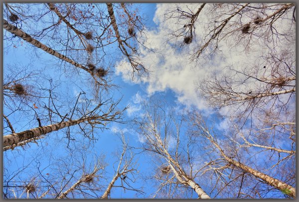 Белая Заря весной