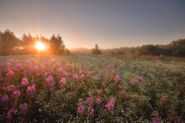Раннее летнее утро