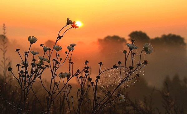 Полевые цветы в тумане