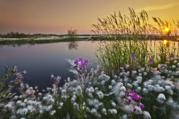 Северная природа летом