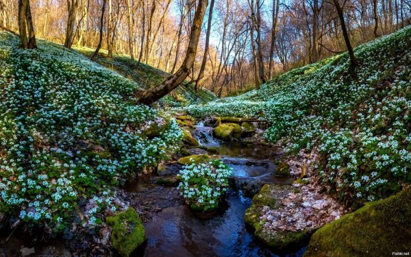 Фотограф: фёдор Лашков весенние цветы