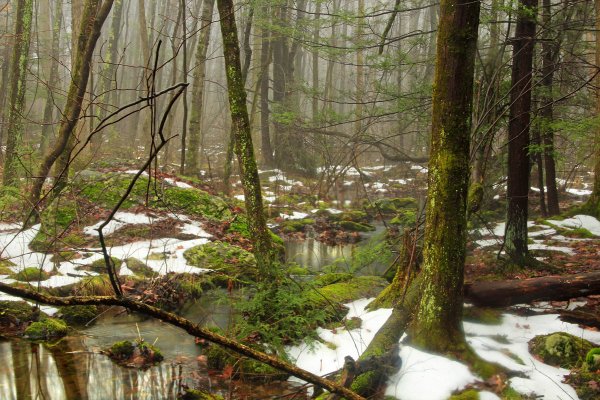 Весенние ручьи в лесу