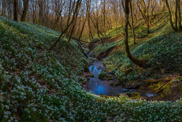 Лесной ручей Весна