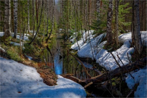 Апрельский Лесной ручей