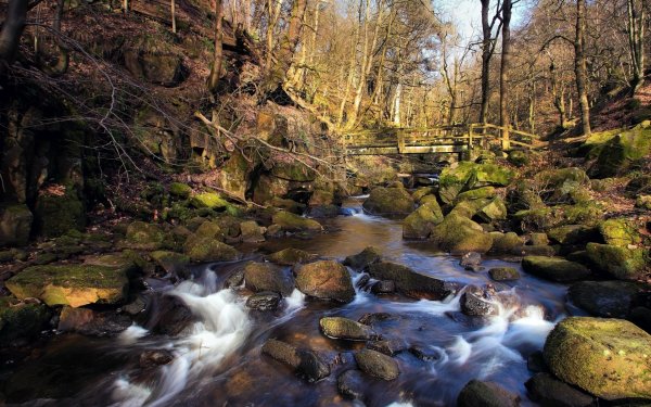 Лес ручей Англия